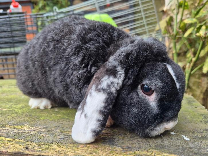 Leuke gecastreerd hangoor rex konijn, Dieren en Toebehoren, Konijnen, Klein, Mannelijk, 0 tot 2 jaar, Hangoor