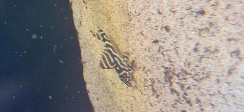 2 stuks L236 bs (volwassen), Dieren en Toebehoren, Vissen | Aquariumvissen, Vis