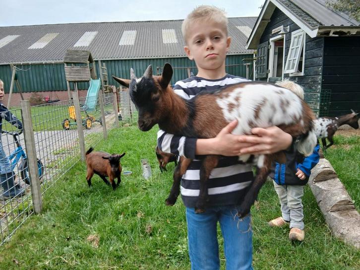 Mooie dwerggeit bokjes, Dieren en Toebehoren, Schapen, Geiten en Varkens, Geit, Mannelijk
