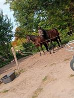 Deze 2 leuke paarden zijn opzoek naar een verzorger, Dieren en Toebehoren, Ophalen of Verzenden