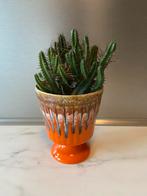 Mooie cactus, Ophalen, Cactus, Volle zon, Minder dan 100 cm