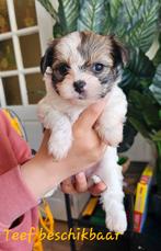Prachtige bolonka / Chihuahua pups beschikbaar, CDV (hondenziekte), Particulier, Meerdere, 8 tot 15 weken