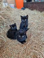 4 leuke kittens, Dieren en Toebehoren, Katten en Kittens | Overige Katten