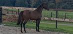 Mooie 4 jarige allround ruin, Dieren en Toebehoren, Ruin, Zadelmak, 165 tot 170 cm, 3 tot 6 jaar