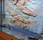 Polypterus Ornatipinnis, Dieren en Toebehoren, Vis