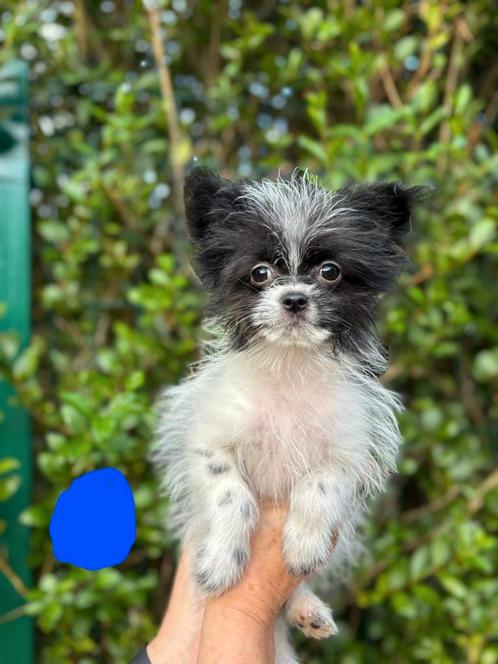 Shih Tzu Pomeriaan, Dieren en Toebehoren, Honden | Chihuahua's en Gezelschapshonden, Meerdere dieren, Overige rassen, Particulier