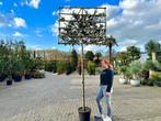 Quercus ilex - Steeneik groenblijvende leiboom te koop!!, Leiboom, Ophalen of Verzenden, 250 tot 400 cm, Zomer