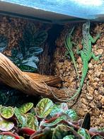 Koppel anolis morne rouge, Dieren en Toebehoren, Reptielen en Amfibieën, Hagedis