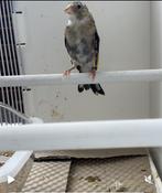 Parva Putter 2025 Witkeel, Dieren en Toebehoren, Vogels | Overige Vogels, Mannelijk, Wildzangvogel, Geringd
