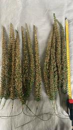 Groen /goude pluimen voor Kerststukjes, Diversen, Kerst, Ophalen of Verzenden, Zo goed als nieuw