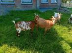 Dwerggeitjes, Dieren en Toebehoren, Vrouwelijk, Geit, 3 tot 5 jaar