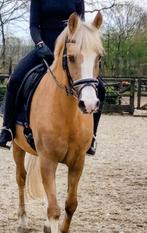 Prachtige d-pony, Dieren en Toebehoren, Pony's, Merrie, 11 jaar of ouder