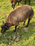 Koppel stamboek blauwe texelaar schapen, Meerdere dieren, Schaap