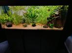 Compleet zoetwater aquarium, Dieren en Toebehoren, Vissen | Aquaria en Toebehoren, Ophalen, Zo goed als nieuw, Gevuld zoetwateraquarium