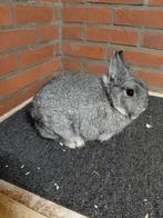 Kleurdwerg chinchilla, Dieren en Toebehoren, Konijnen, Vrouwelijk, Dwerg, 0 tot 2 jaar