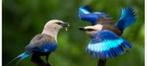 Blauwbuik scharrelaar koppel, Dieren en Toebehoren, Vogels | Overige Vogels, Meerdere dieren