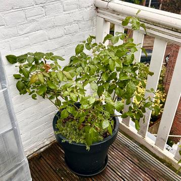Luise Augusta rose shrub in Ecken Antracite 40Ø pot beschikbaar voor biedingen