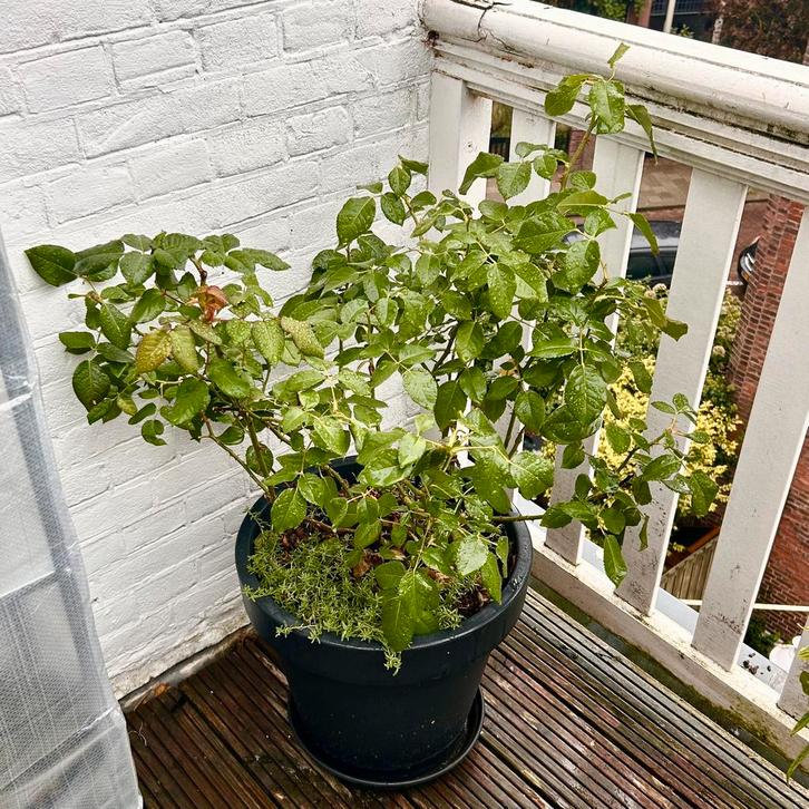 Luise Augusta rose shrub in Ecken Antracite 40Ø pot, Tuin en Terras, Planten | Tuinplanten, Overige soorten, Volle zon, Ophalen