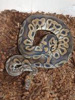 Koningspython python regius, Dieren en Toebehoren, Slang, 3 tot 6 jaar