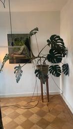 Grote Monstera, Huis en Inrichting, Kamerplanten, Ophalen, 100 tot 150 cm, Halfschaduw, In pot