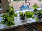 moestuin aardbeien stekjes, Ophalen, Zomer, Volle zon