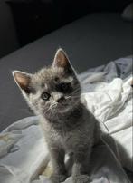 Britse korthaar Kitten (katertje), Dieren en Toebehoren, Katten en Kittens | Overige Katten, Kater