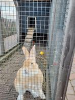 Ter dekking, Dieren en Toebehoren, Pluimvee, Mannelijk
