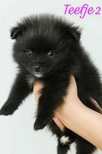 Pomci  en pomeriaan pups 2 teefjes  1reutjes, Dieren en Toebehoren, Keeshond, CDV (hondenziekte), 8 tot 15 weken, Meerdere