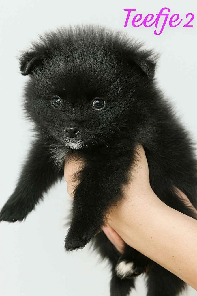 Pomci  en pomeriaan pups 2 teefjes, Dieren en Toebehoren, Honden | Poolhonden, Keeshonden en Oertypen, Meerdere dieren, Keeshond