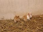 6 mooie konijntjes te koop!, Dieren en Toebehoren, Konijnen, Meerdere dieren, Groot, 0 tot 2 jaar