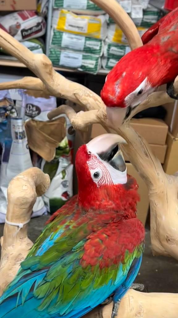 Groenvleugels Ara Papegaaien 2025, Dieren en Toebehoren, Vogels | Parkieten en Papegaaien, Papegaai, Meerdere dieren, Pratend