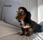 Lang harige teckel puppy’s, Dieren en Toebehoren, Standaard, Reu, CDV (hondenziekte), 8 tot 15 weken