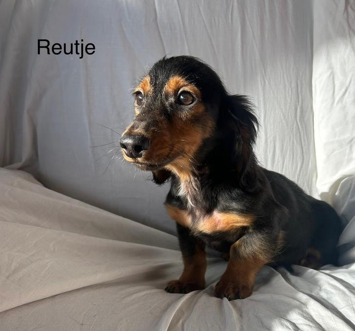 Lang harige teckel puppy’s, Dieren en Toebehoren, Honden | Teckels en Dashonden, Reu, Langhaar, Standaard, Particulier, Meerdere