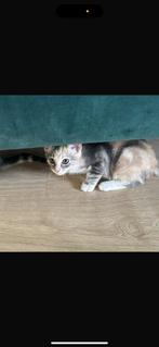Kittens te koop, bieden mogelijk, Meerdere dieren