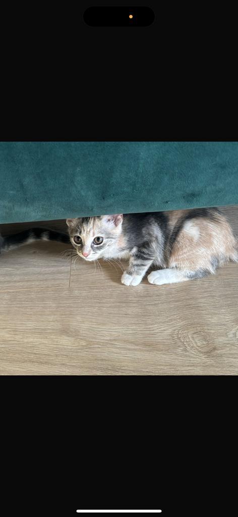 Kittens te koop, bieden mogelijk, Dieren en Toebehoren, Katten en Kittens | Raskatten | Langhaar, Meerdere dieren