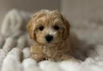 Maltipoo pups zoeken forever home Maltezer x toy poedel, Particulier, Meerdere, 8 tot 15 weken, Meerdere dieren