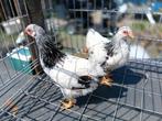 Wyandotte kriel, Dieren en Toebehoren, Pluimvee