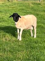 Jonge raszuivere dorper rammen, Dieren en Toebehoren, Schapen, Geiten en Varkens, Mannelijk, Schaap