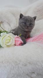 Britse korthaar kittens met stamboom uit kampioenenlijn, Dieren en Toebehoren, Katten en Kittens | Raskatten | Korthaar, Met stamboom