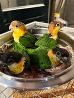 Caique papegaaien, Dieren en Toebehoren, Vogels | Parkieten en Papegaaien, Meerdere dieren, Papegaai