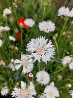 Korenbloem White Ball, Tuin en Terras, Verzenden, Voorjaar, Volle zon, Zaad