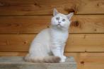 Ragdoll fokpoesje met stamboom, Dieren en Toebehoren, Katten en Kittens | Raskatten | Langhaar, Poes, Gechipt
