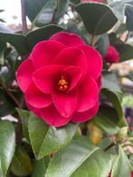 Camelia, Ophalen, Overige soorten, Struik