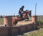 E-pony eventing/springen gefokt, Dieren en Toebehoren, Pony's, E pony (1.48m - 1.57m), B, Gechipt, Ruin