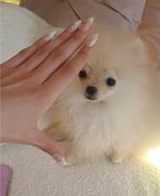 Super Mini Pomeriaan Bearface Pup Teefje, Particulier, Keeshond, 8 tot 15 weken, Buitenland