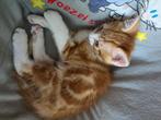 Kitten, Dieren en Toebehoren, Katten en Kittens | Raskatten | Korthaar, Kater, Ontwormd, 0 tot 2 jaar