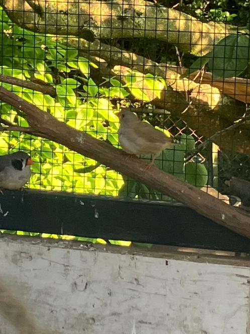jonge zebravinken, Dieren en Toebehoren, Vogels | Overige Vogels, Tropenvogel, Meerdere dieren