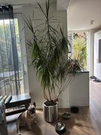 Grote Yucca Drakenbloedboom kamerplant, Ophalen, Halfschaduw, In pot, Yucca