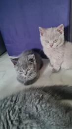 Britse korthaar kittens, Dieren en Toebehoren, Katten en Kittens | Raskatten | Korthaar, Poes, Met stamboom