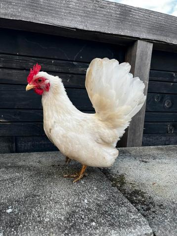 Serama hen beschikbaar voor biedingen